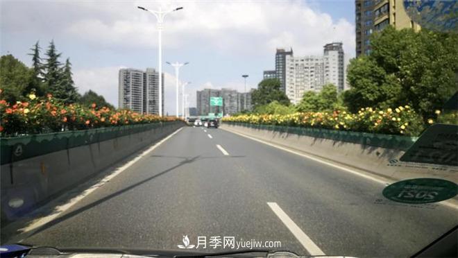 一路花開(kāi)一路美景 杭州高架月季正當(dāng)時(shí)(圖1)