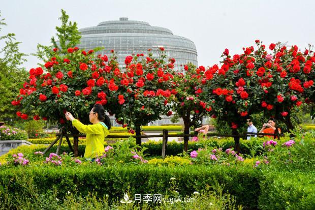 園林綠化的必選樹種，為何能夠在彩葉苗木市場中持續(xù)走俏？(圖3)