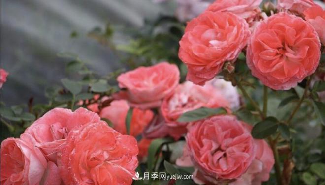 推薦15個受歡迎的月季品種，其實它們都有優(yōu)點缺點(圖10)