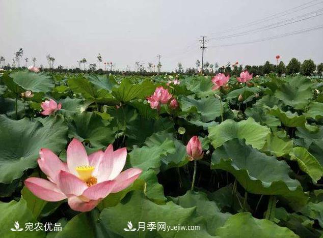 南陽鎮(zhèn)平中原荷花博覽園，一個蓮藕全產(chǎn)業(yè)鏈的南陽樣本(圖1)