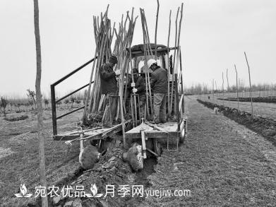 種苗木真牛！河南老鄉(xiāng)研制種樹機一天種下6000株(圖1)