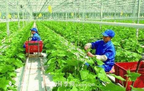 南陽(yáng)有機(jī)農(nóng)業(yè)全國(guó)**是怎樣煉成的？南水北調(diào)水源地生態(tài)農(nóng)業(yè)見聞(圖1)