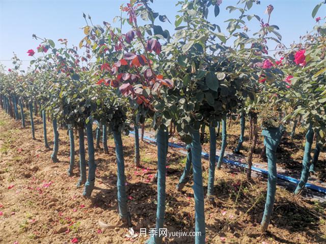 如何做好南陽(yáng)苗木的冬季防寒防凍措施？(圖1)