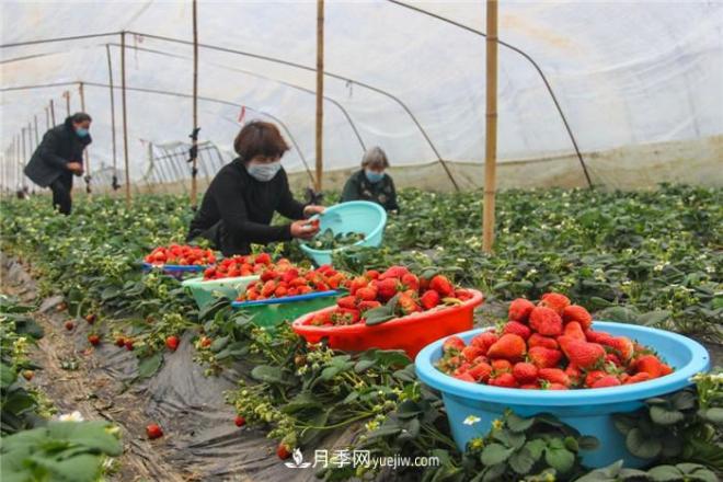 南陽今年農(nóng)業(yè)農(nóng)村重點工作和目標敲定！(圖3)