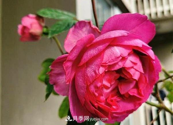 被稱作“***美***香”的月季花，花型超大，你知道是哪個品種嗎(圖2)