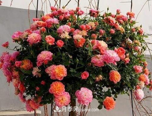 推薦新手5種微型月季，好養(yǎng)又好看，陽臺盆栽佳品(圖2)