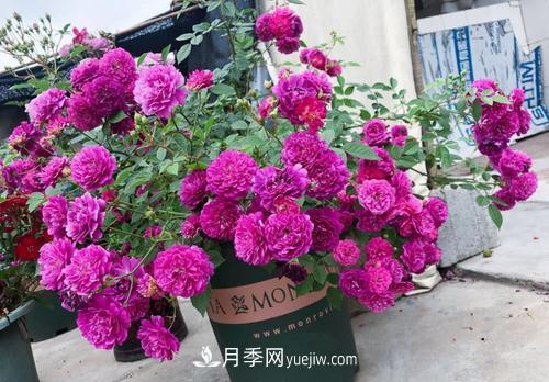 推薦新手5種微型月季，好養(yǎng)又好看，陽臺盆栽佳品(圖3)