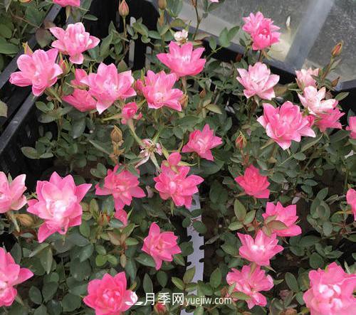 推薦新手5種微型月季，好養(yǎng)又好看，陽臺盆栽佳品(圖4)