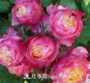 推薦新手5種微型月季，好養(yǎng)又好看，陽臺盆栽佳品(圖5)