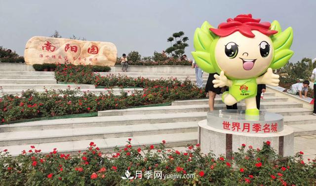 南陽月季香飄九洲，南陽市臥龍區(qū)月季產(chǎn)業(yè)發(fā)展綜述(圖1)
