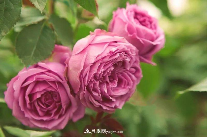 10款月季花，花比拳頭大，隨便一棵就能長(zhǎng)一院子(圖7)