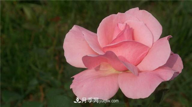 紅蜘蛛是月季花的天敵，有3種方法輕松消滅(圖2)