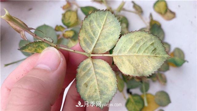 紅蜘蛛是月季花的天敵，有3種方法輕松消滅(圖1)