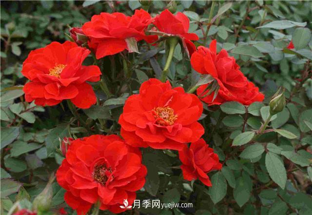 十月養(yǎng)月季，三個(gè)動(dòng)作“虐一虐”，15天催新筍，綻放層疊群花(圖2)