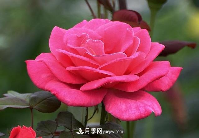 十月養(yǎng)月季，三個(gè)動(dòng)作“虐一虐”，15天催新筍，綻放層疊群花(圖3)