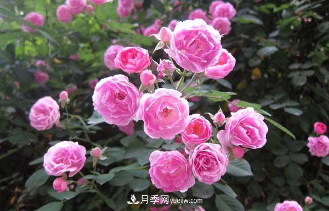 十月養(yǎng)月季，三個(gè)動(dòng)作“虐一虐”，15天催新筍，綻放層疊群花(圖4)