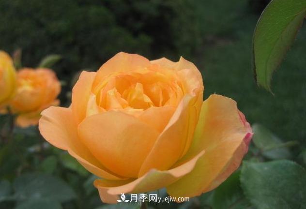 十月養(yǎng)月季，三個(gè)動(dòng)作“虐一虐”，15天催新筍，綻放層疊群花(圖5)