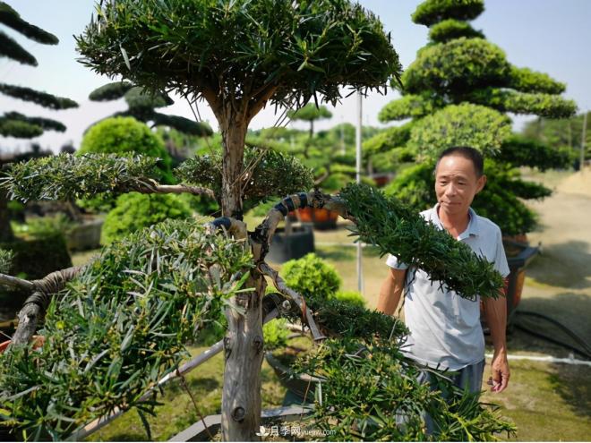 廣東省中山市橫欄鎮(zhèn)，這個(gè)3萬畝的花木之鄉(xiāng)，畝均年產(chǎn)值竟達(dá)10萬元(圖5)