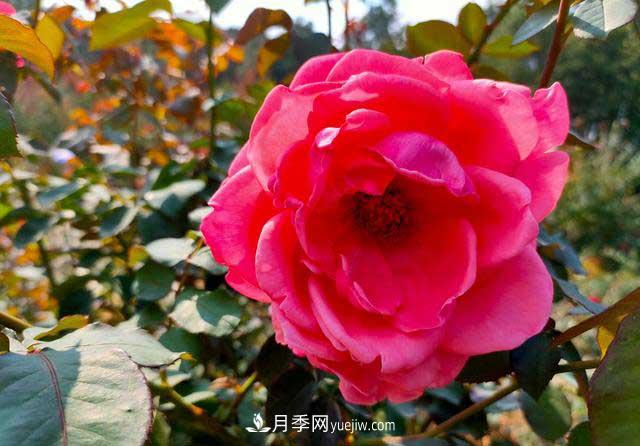 《七絕·月季花》月月飄香月月紅，丹葩弄影笑秋風(fēng)(圖1)