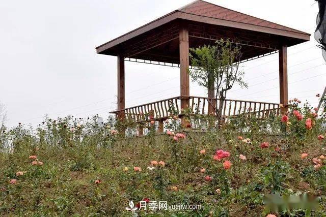 山東滕州北辛街道建成一座月季花海，總占地100畝真漂亮！(圖10)