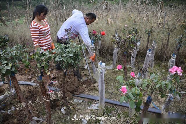 收來(lái)的月季老樁15塊錢(qián)一棵，枯死只能當(dāng)柴火，走進(jìn)南陽(yáng)內(nèi)鄉(xiāng)樹(shù)形月季園(圖4)