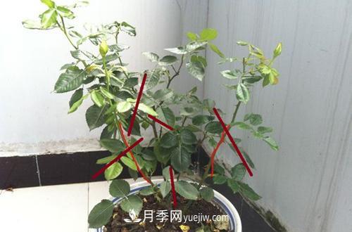月季冬天如何修剪？冬天能重剪嗎？(圖3)