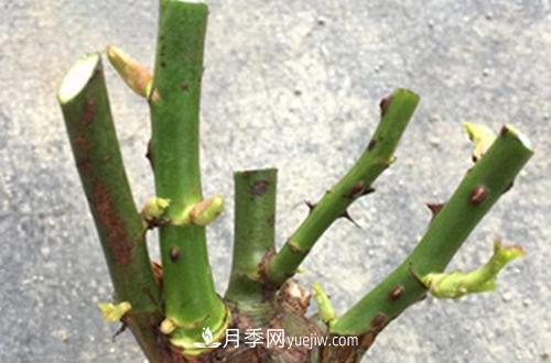 月季冬天如何修剪？冬天能重剪嗎？(圖2)