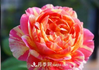 不可錯(cuò)過的經(jīng)典灌木月季品種介紹大全！(圖15)