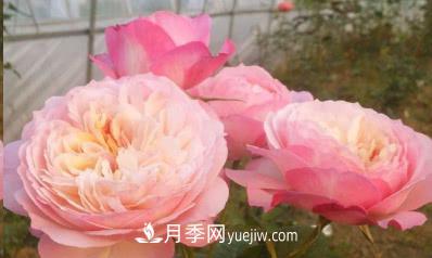 不可錯(cuò)過的經(jīng)典灌木月季品種介紹大全！(圖13)