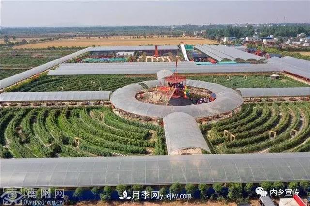 游玩好去處！內(nèi)鄉(xiāng)縣灌漲鎮(zhèn)歐月花海風(fēng)情園盛妝開園(圖1)