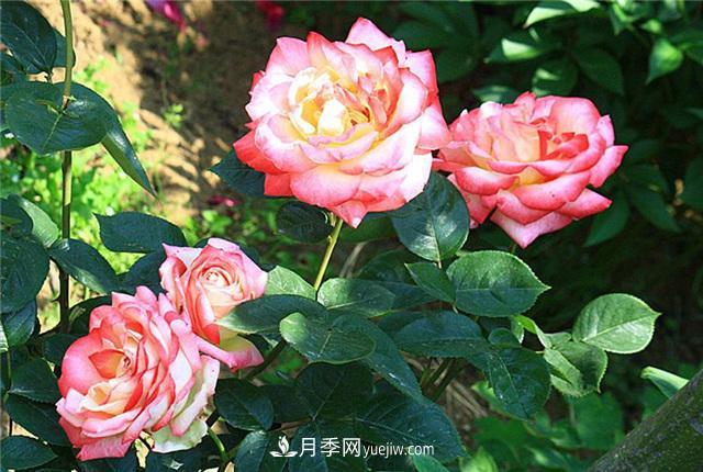 被52座城市共同選為市花的月季有什么魅力？國家園林綠化重大貢獻者(圖2)