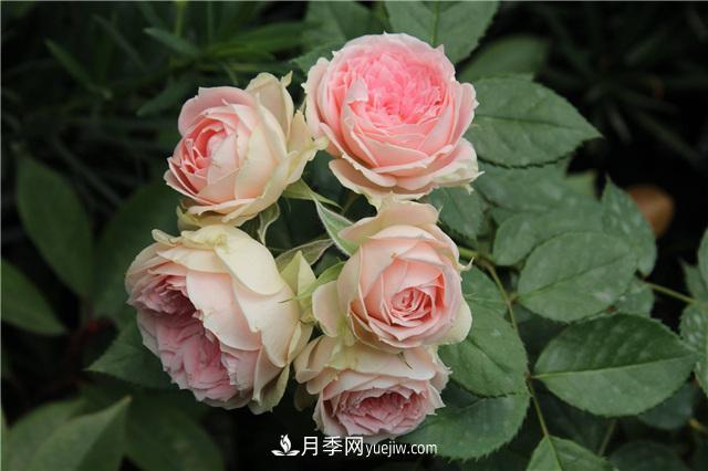 被52座城市共同選為市花的月季有什么魅力？國家園林綠化重大貢獻者(圖3)