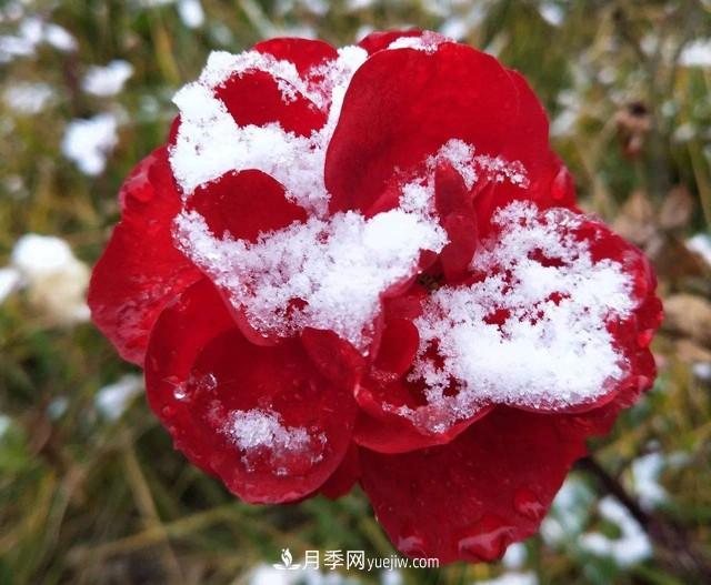 冬天也能叫月季起床開花？幾個簡單步驟讓月季不再賴床(圖1)