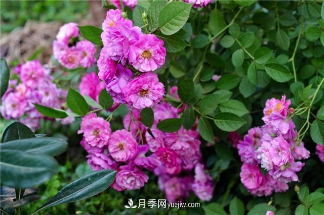 這幾個(gè)微型月季簡(jiǎn)直就是移動(dòng)的香水，不入手虧大了(圖2)
