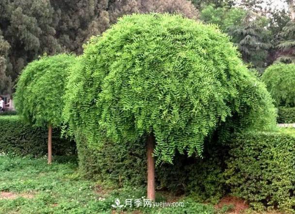 金葉垂槐和龍爪槐是一個(gè)國槐苗木品種嗎？(圖1)