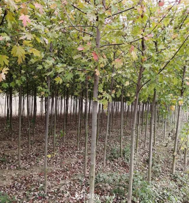 南陽(yáng)美國(guó)紅楓基地批發(fā)價(jià)格出售(圖2)