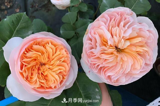 這3個(gè)月季品種是陽(yáng)臺(tái)霸主，喜歡月季花的人都在種植(圖1)