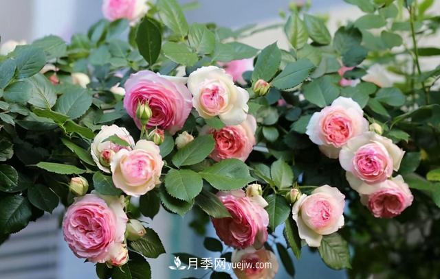 這3個(gè)月季品種是陽(yáng)臺(tái)霸主，喜歡月季花的人都在種植(圖2)