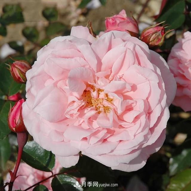 熱銷的8種月季花，沒養(yǎng)的都后悔了！(圖7)