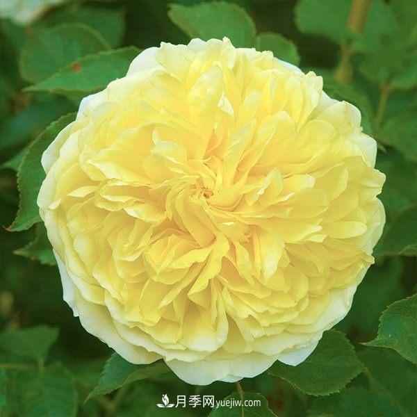 熱銷的8種月季花，沒養(yǎng)的都后悔了！(圖4)