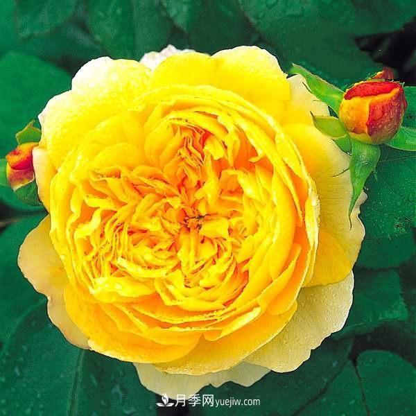 熱銷的8種月季花，沒養(yǎng)的都后悔了！(圖2)