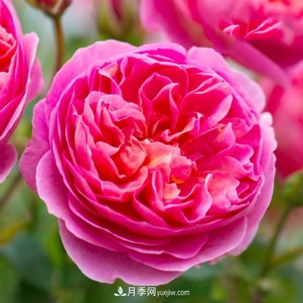 熱銷的8種月季花，沒養(yǎng)的都后悔了！(圖3)