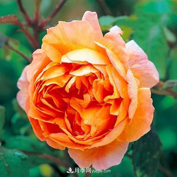 熱銷的8種月季花，沒養(yǎng)的都后悔了！(圖1)