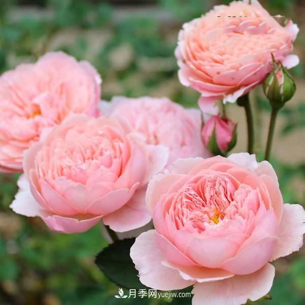 熱銷的8種月季花，沒養(yǎng)的都后悔了！(圖6)