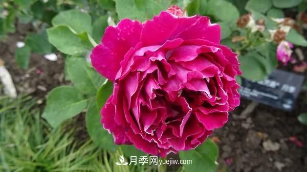 熱銷的8種月季花，沒養(yǎng)的都后悔了！(圖5)