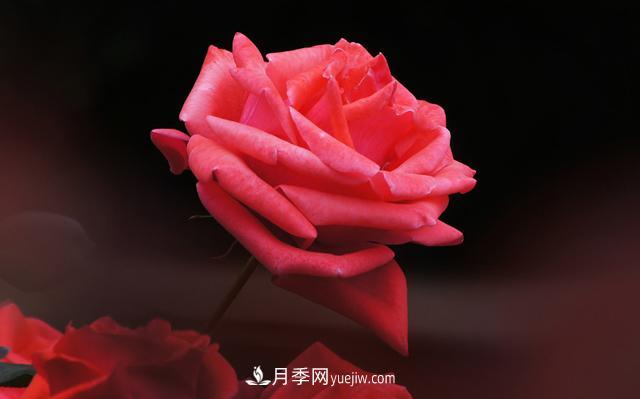切花月季是什么呢？(圖1)