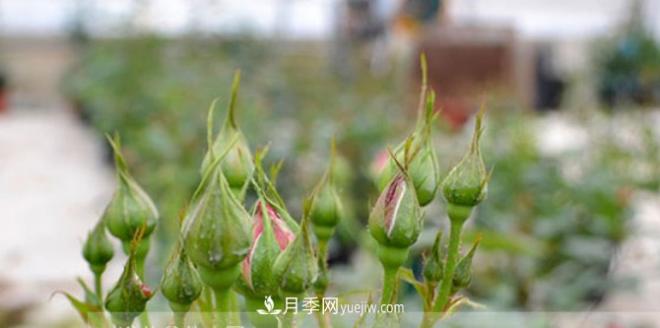 月季花有必要疏蕾嗎？(圖1)