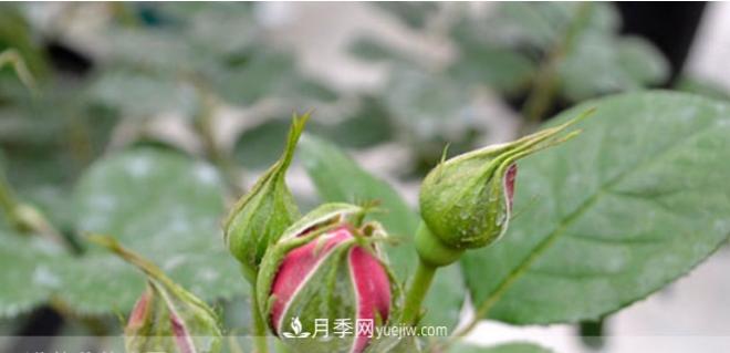 月季花有必要疏蕾嗎？(圖2)