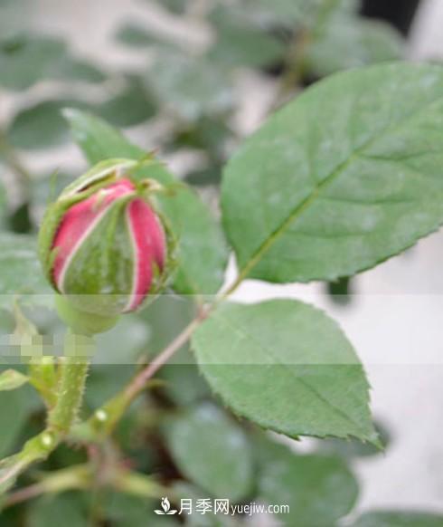 月季花有必要疏蕾嗎？(圖3)