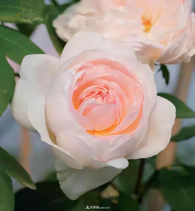月季庭院種植秋冬養(yǎng)護(hù)要點：秋冬養(yǎng)護(hù)好，來年一樹繁花(圖1)